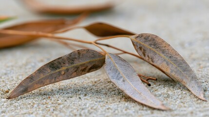 Fototapeta premium Dry eucalyptus leaves rest on fine sand showing natural texture and subtle color variation under soft light