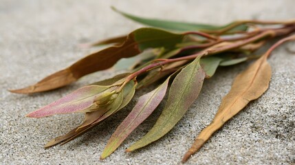 Fototapeta premium Dry eucalyptus leaves rest on textured sand showing natural color variation and subtle environmental detail