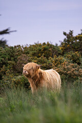 Fototapeta premium Highland Cow, Dublin Ireland