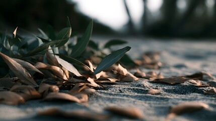 Fototapeta premium Dry eucalyptus leaves rest on textured sand under soft natural light creating a calm earthy organic scene with gentle shadows and muted tones