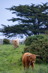 Fototapeta premium Highland Cow, Dublin Ireland
