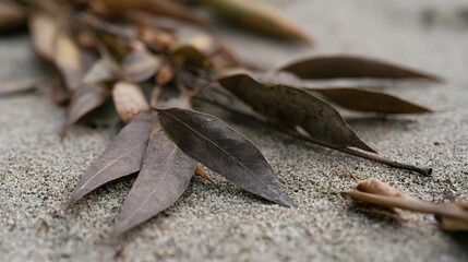 Fototapeta premium Dry eucalyptus leaves rest on textured sand captured with shallow depth of field and natural outdoor lighting