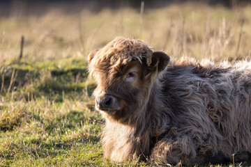 Fototapeta premium Highland Cow, Dublin Ireland
