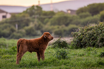 Highland Cow, Dublin Ireland © AnttiValos
