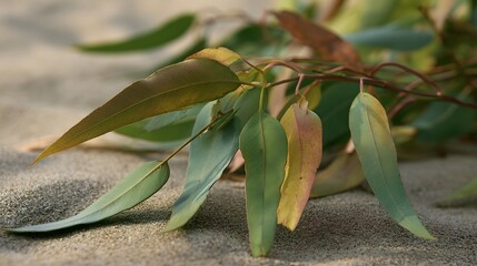 Fototapeta premium Eucalyptus leaves rest on textured sand with soft natural lighting highlighting their varied green and yellow hues