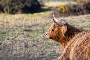 Fototapeta premium Highland Cow, Dublin Ireland