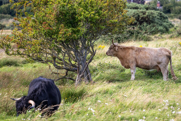 Naklejka premium Highland Cow, Dublin Ireland
