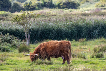 Naklejka premium Highland Cow, Dublin Ireland