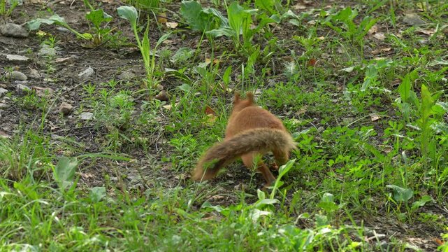 A fluffy red squirrel searching for food in green grass.