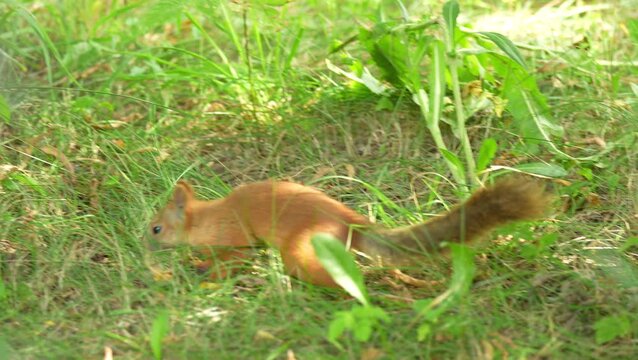 A fluffy red squirrel searching for food in green grass.