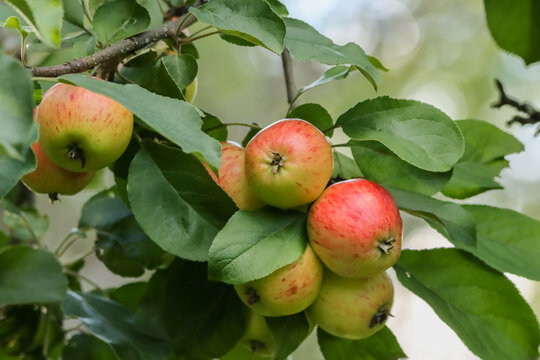 The cultivated apple (Malus domestica) is one of the most common fruit trees in the world. There are thousands of apple varieties, differing in color, acidity, size, and shape.
