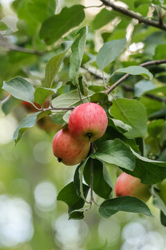 The cultivated apple (Malus domestica) is one of the most common fruit trees in the world. There are thousands of apple varieties, differing in color, acidity, size, and shape.