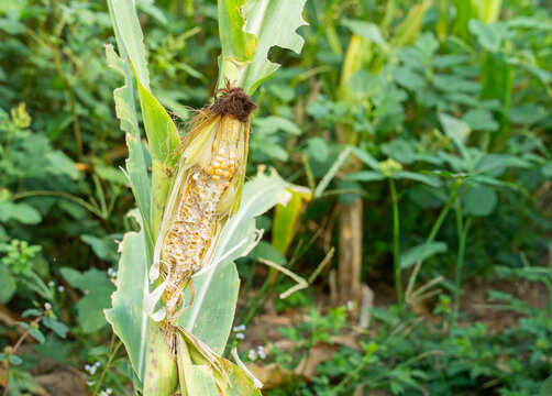 Damaged corn cob (Zea mays) eaten by rat pests (Rattus) in a farm field. Agricultural crop damage, disease, and food security concept