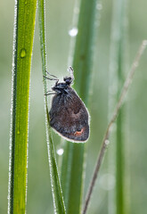 Śpiący motyl na źdźble trawy w blasku porannego słońca. © mycatherina