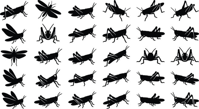 Assorted black silhouettes of grasshoppers in multiple dynamic poses isolated on a white background, for scientific or, nature projects