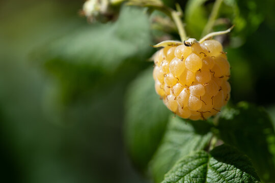 A close-up of a white, ripe raspberry hanging from the bush. There's plenty of space for text.