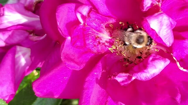 Bumblebee Pollinating Vibrant Pink Rose Flower in Garden