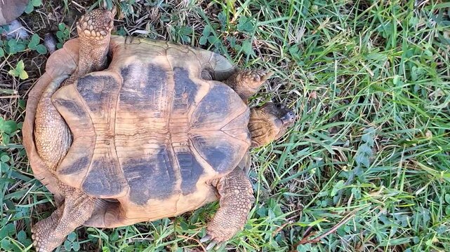 Land tortoise lying upside down on green grass carefully sticking its head out of shell