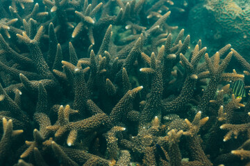A vibrant underwater photograph of healthy branching hard corals growing densely on the ocean seabed under clear turquoise tropical water. © Rama