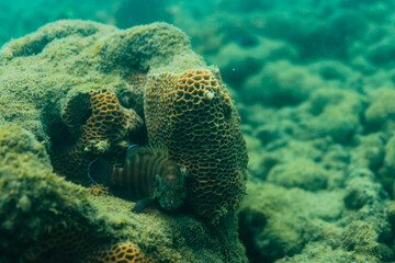 A close-up underwater photograph of a healthy hard coral formation and a small fish resting on the seabed in clear turquoise ocean water. © Rama