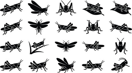Fototapeta premium Detailed black silhouettes of grasshoppers showing different life stages and positions isolated on a white background, for educational use