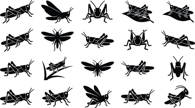 Detailed black silhouettes of grasshoppers showing different life stages and positions isolated on a white background, for educational use