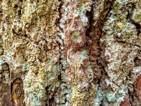 tree bark texture