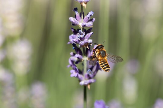 A long-horned bee (Eucera) is searching for pollen on purple lavender flowers. Green grass is visible in the background.