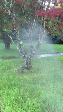 Automatic Lawn Sprinkler Spraying Water on Green Grass Lawn and Garden Tree