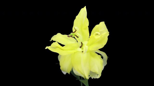 4K time lapse of a yellow double-flowered lily wilting, fading and closing, isolated on a black background. The cut flower gradually ages, droops and withers.