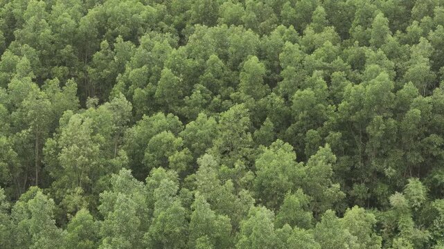 Aerial drone view of an acacia plantation in the Dam Rong region, Lam Dong Province, Vietnam, cultivated for timber and pulp and paper production.