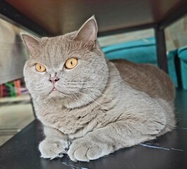 British Shorthair Cat Pose: A fluffy British Shorthair cat with striking amber eyes and a serene expression rests on a dark surface, showcasing its plush gray coat. © Antonio