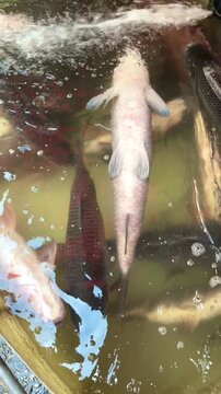 Street fish vendor keeping live Rohu fish in a water tub to keep them fresh and alive for sale in Dhaka, Bangladesh. Authentic local fish market scene showcasing traditional commerce.