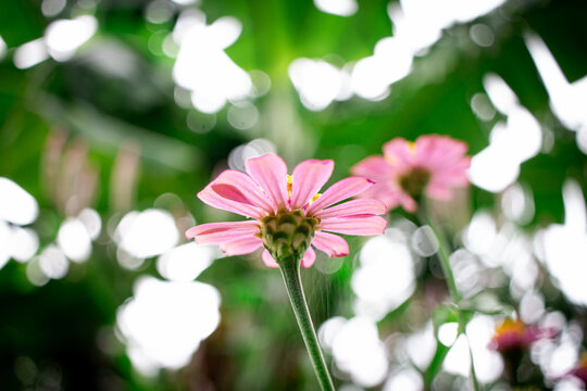 Close up pink flower and blur green nature background