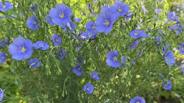 Flowering blue flax Lint Linum perenne plant