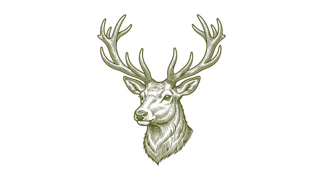 Deer head engraving showcasing large majestic antlers and detailed facial features in a classic vintage style artwork.