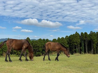 Obraz premium Two Wild Horses and Blue Sky at Cape Toi in Miyazaki, Japan