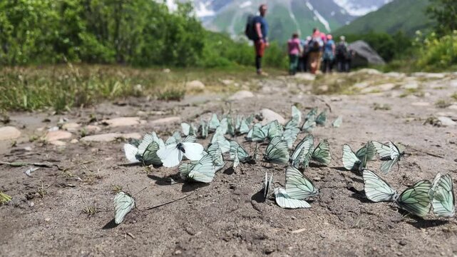 A flock of blue butterflies on a dirt mountain trail in Georgia, Svaneti, Shkhara glacier, outdoor eco tourism and nature exploration, hiking and travel adventure concept