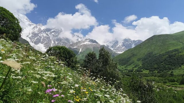 Breathtaking landscape of Shkhara glacier in Svaneti region Georgia, snow-covered mountain peaks with wild flowers on a green hillside in the foreground, alpine nature travel concept