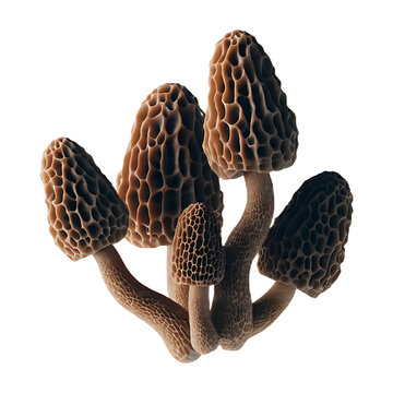 Morel Mushrooms Isolated on White Background