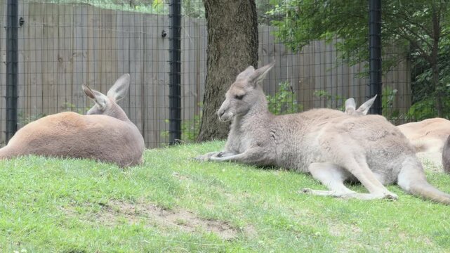 Kangaroos laying in grass on hot day 4k
