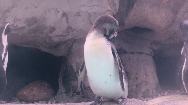 Penguin standing on rocks cleaning itself 4k
