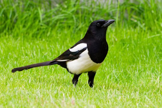 Eurasian Magpie