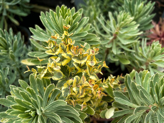 Fototapeta premium Euphorbia Silver Edge flowers