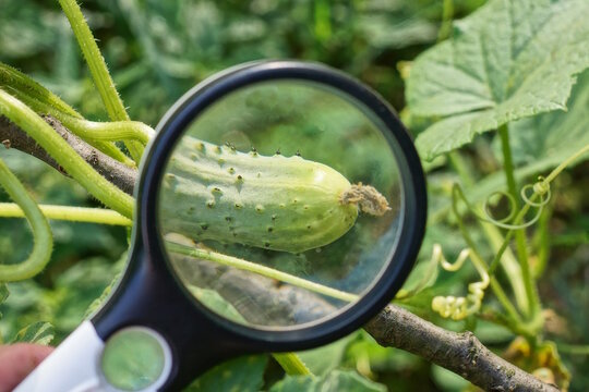 A black magnifying glass held in a hand magnifies a single green cucumber on a bush branch in a summer garden.