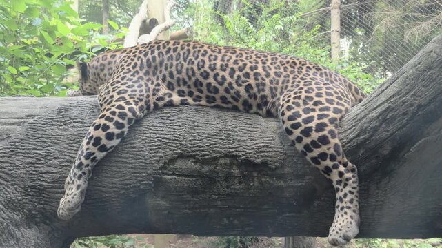 Tired leopard straddling tree sleeping 4k
