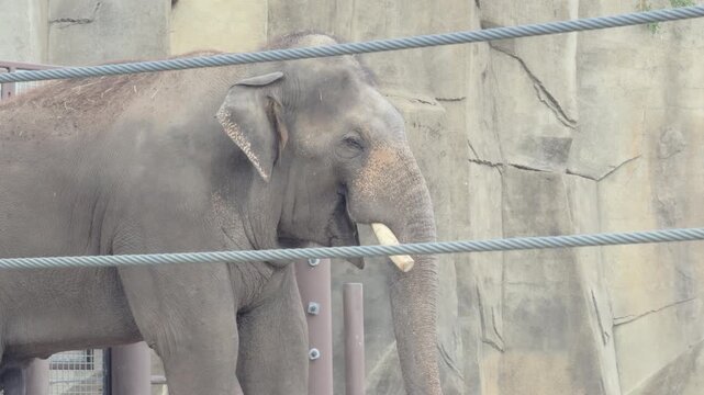 Caged Elephant trapped behind wiring 4k
