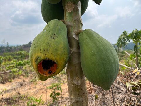 Green papaya fruit growing on tree with pest damage and rot in tropical orchard farm