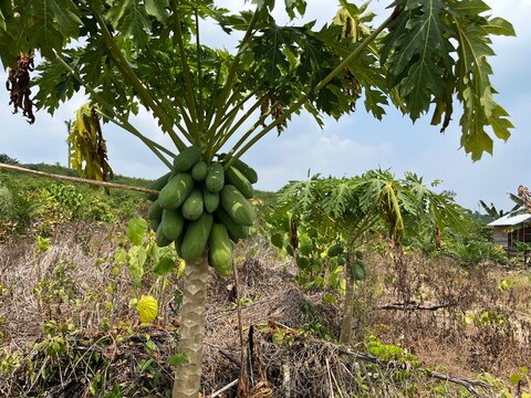 Green papaya tree growing in a tropical farm orchard, organic fruit plantation agriculture.
