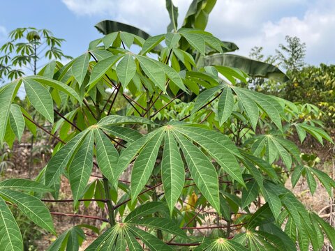 Green cassava leaves growing in a tropical farm field under bright sunlight